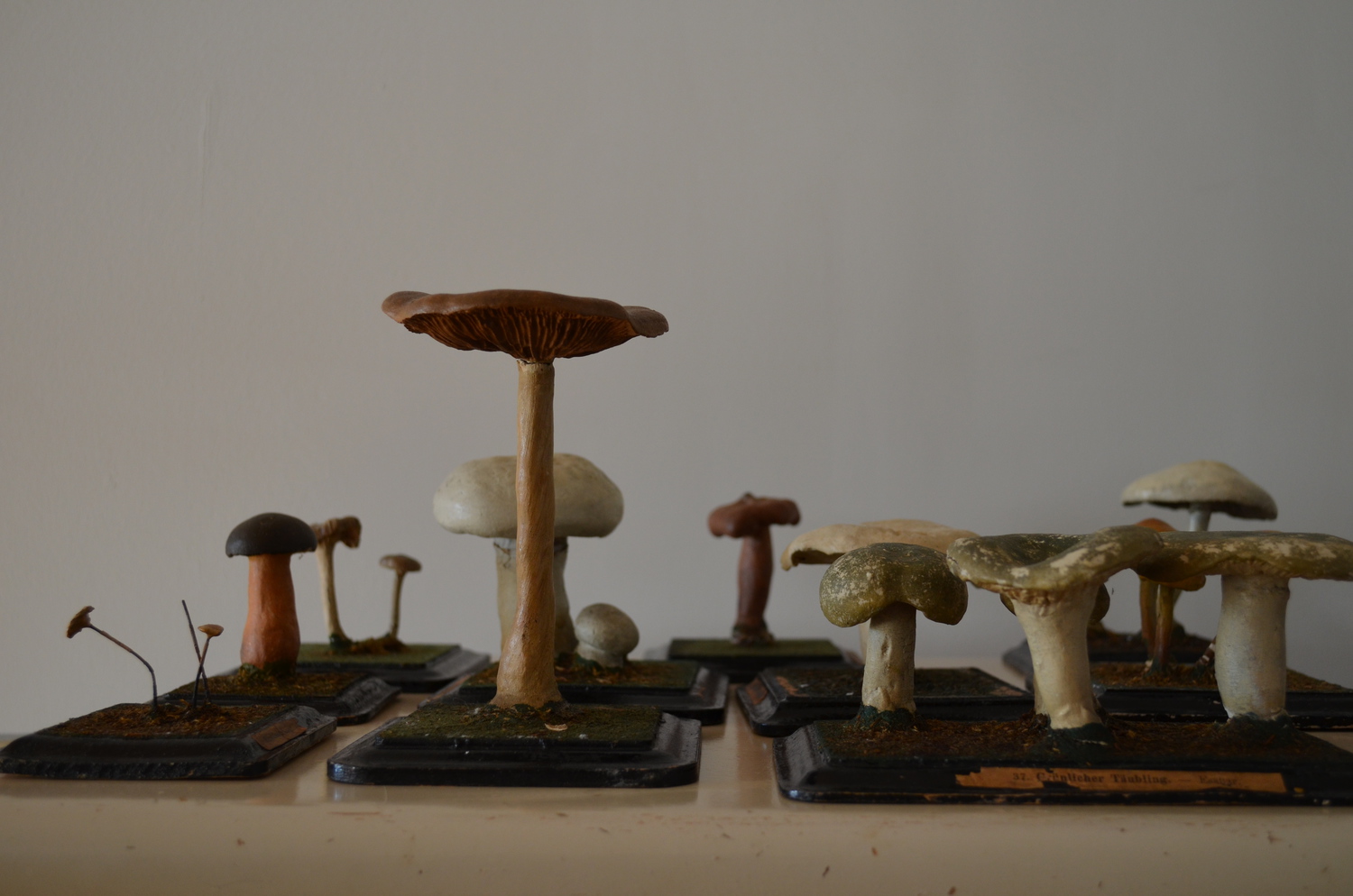 Mushroom model