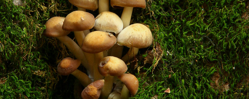Hypholoma capnoides mushrooms; Presqu'ile Provincial Park; Brighton, Ontario