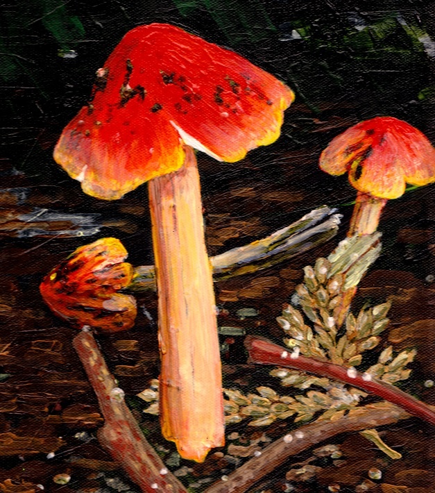 aa-hygrocybe-painting-2014