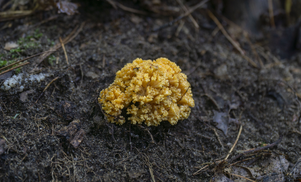 yellow coral