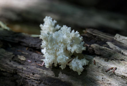 Hericium Coralloides aka Comb Tooth