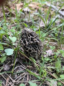 The first morel of 2022