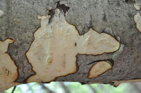 crust fungus on dead poplar tree 2 stephens gulch cons area durham co may 18 2022