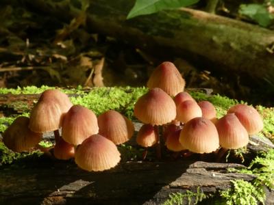 Bonnet Mushrooms