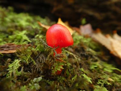 Waxcap mushroom in moss