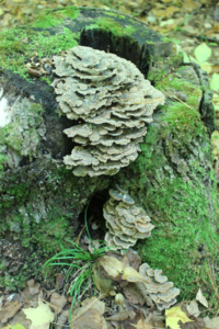 Turkey tail and Moss